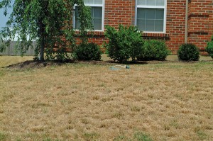 Dry Stressed Lawn
