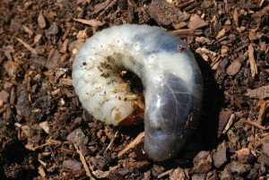 grub-CRW_1514 Grub in lawn