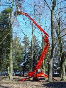 Spider Lift- Tree Work